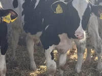 Bulle, Russian Black pied cattle — Foto 6