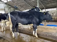 بقرة, Yaroslavl cattle — الصورة 8