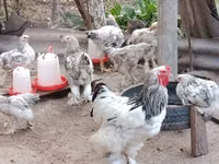 براهما — الصورة 1