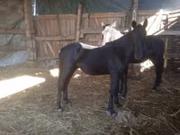 Horse (M), Nonius horse — photo 1