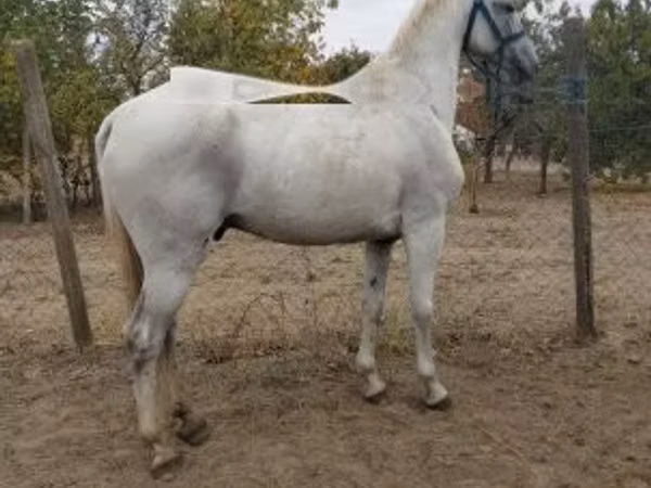 Caballo, Lipizzaner