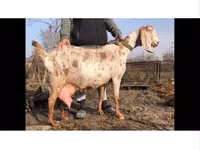 Ziegenbock, Kamori goats — Foto 3