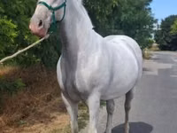 فرس, Lipizzaner — الصورة 2