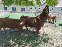 Cattle (batch, sex not specified), Dexter — photo 4
