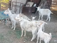 Ziege, Dutch Landrace goats — Foto 2