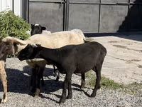 Oveja, Hissar sheep — foto 3