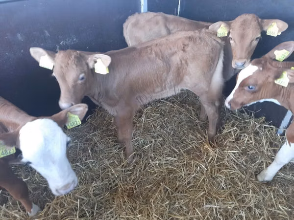 सांड, Simmental cattle