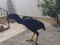 دجاج شمو — الصورة 3