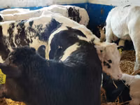 Rinder (Partie, Geschlecht nicht angegeben), Simmental cattle — Foto 3