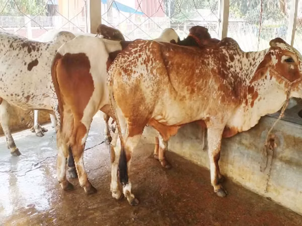 Bull, Cattle