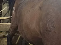 Mare, Horses — photo 2