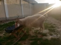 Ziege, Irish goat — Foto 2