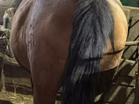 Mare, Horses — photo 7