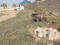 बकरा, Damask goat — फ़ोटो 2