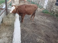 Vaca, Simmental cattle — foto 1