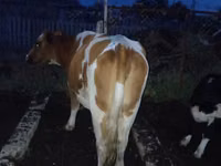 Kuh, Latvian Blue cattle — Foto 2
