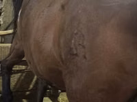 Mare, Horses — photo 4