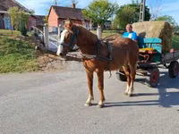 Caballo, Caballos — foto 4