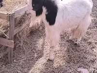 عنزة, Angora goats — الصورة 2