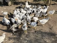ससेक्स — फ़ोटो 3