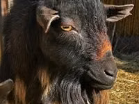 Ziege, Nigerian dwarf goats — Foto 4