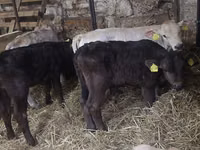 Bulle, Simmental cattle — Foto 1
