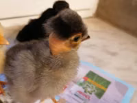 Chickens — Foto 4