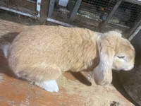 公羊, German Mountain Black sheep — 照片 4