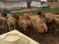 Oveja, Apsheron sheep — foto 2