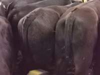 Bulle, Aberdeen-Angus — Foto 1