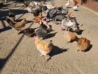 Chickens — الصورة 6