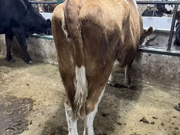 Kuh, Simmental cattle