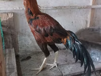 Chickens — Foto 3