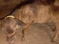 Kuh, Ukrainian Brown Dairy Cattle — Foto 5