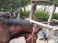 Horse (M), Međimurje horse — photo 3