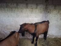 Ziegenbock, Italian Alpine goat — Foto 1