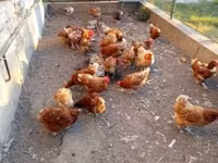 Chickens — photo 2