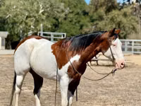 Hengst, American paint horse — Foto 3