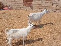 Ziege, Toggenburg goat — Foto 3