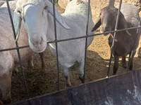Oveja, Dorper sheep — foto 1