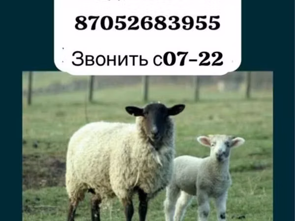 Widder, Gorkov sheep