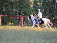 حصان, American paint horse — الصورة 8