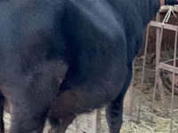 Bulle, Aberdeen-Angus — Foto 5