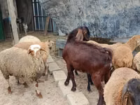 Ziegenbock, Damask goat — Foto 3