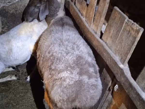 Schaf, Adal sheep