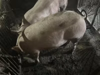 Boar, Pigs — photo 3