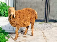 Carnero, Hissar sheep — foto 1