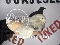 Перепела — фото 5