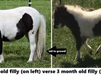 حصان, Miniature horse — الصورة 6
