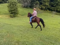Horse (M), Rocky Mountain Horse — photo 6